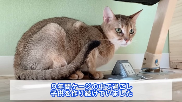 座っている猫