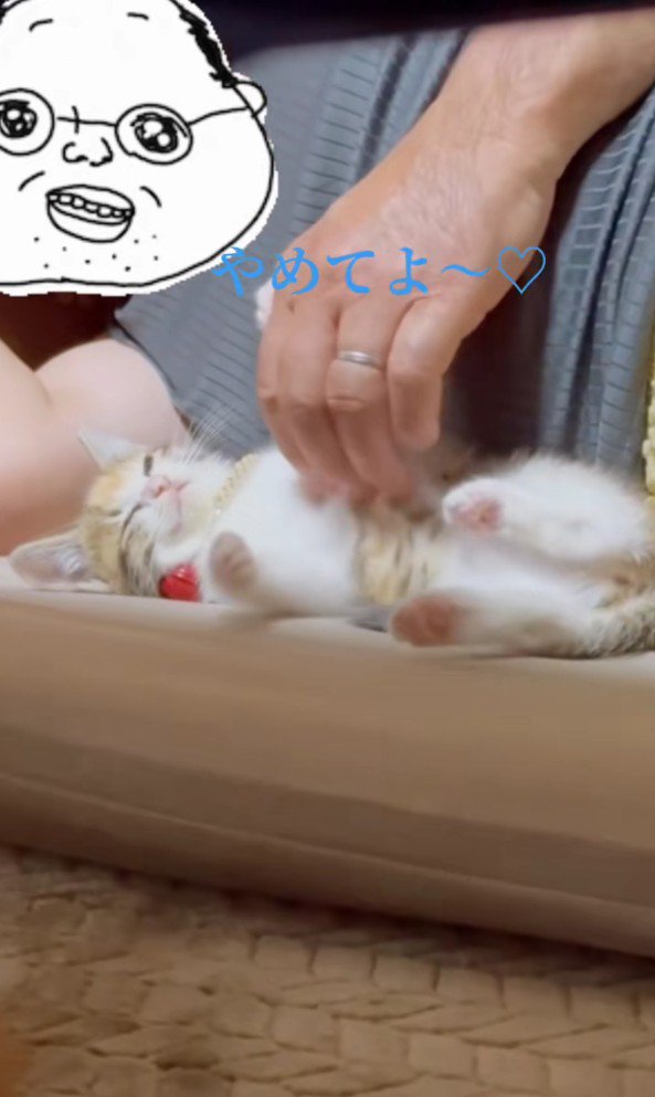 飼い主さんと子猫