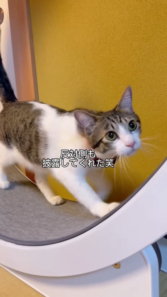 反対を向いて歩く猫