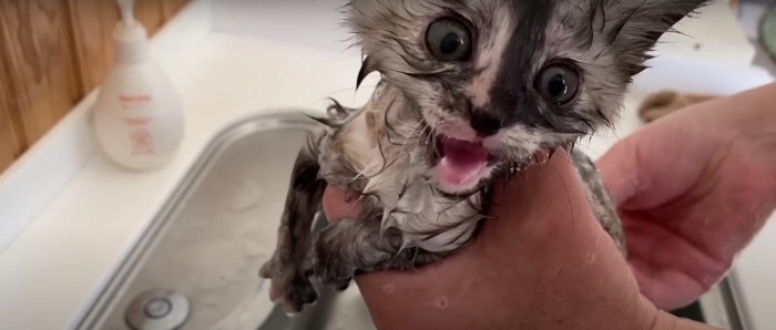 洗われている子猫