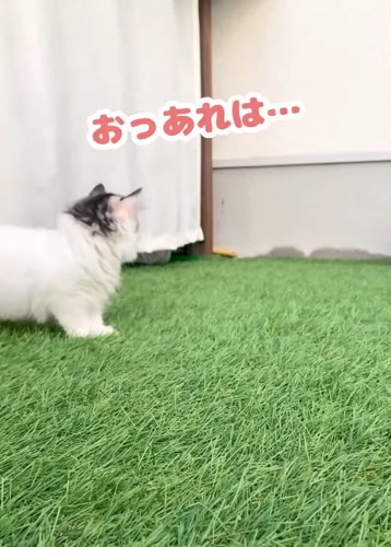 猫の後ろ姿