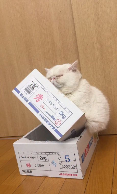 箱に乗る猫
