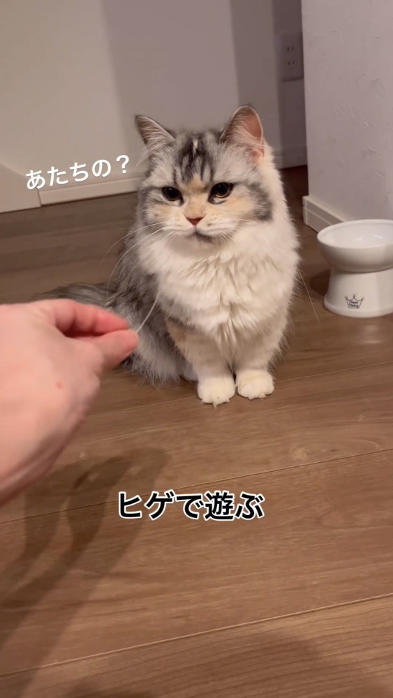 ヒゲを見つめる猫