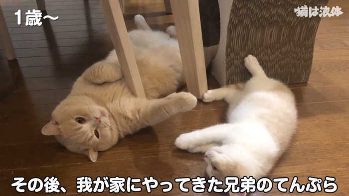 寝ている2匹の猫