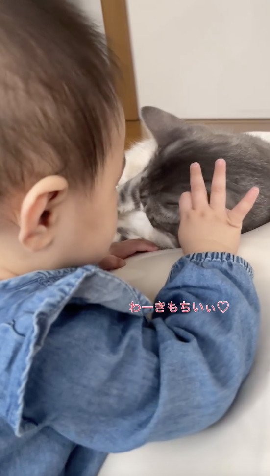 猫に触れて喜ぶ赤ちゃん