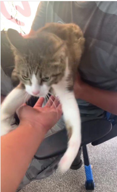 人の腕によじ登る猫