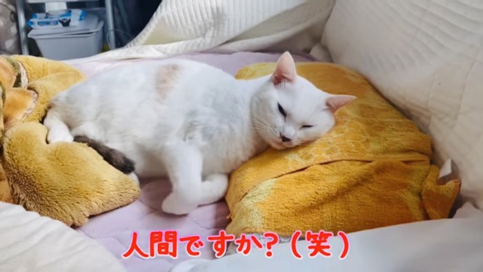 布団で寝る猫