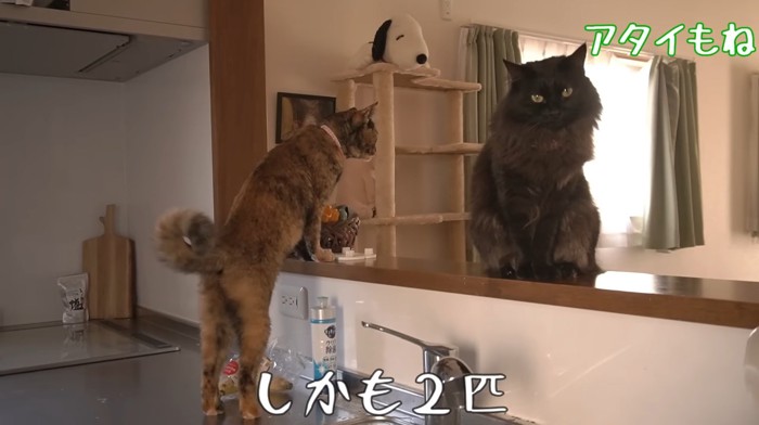 しかも2匹