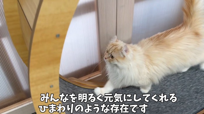 遊ぶ猫