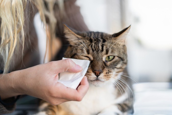 猫の目をケアする人
