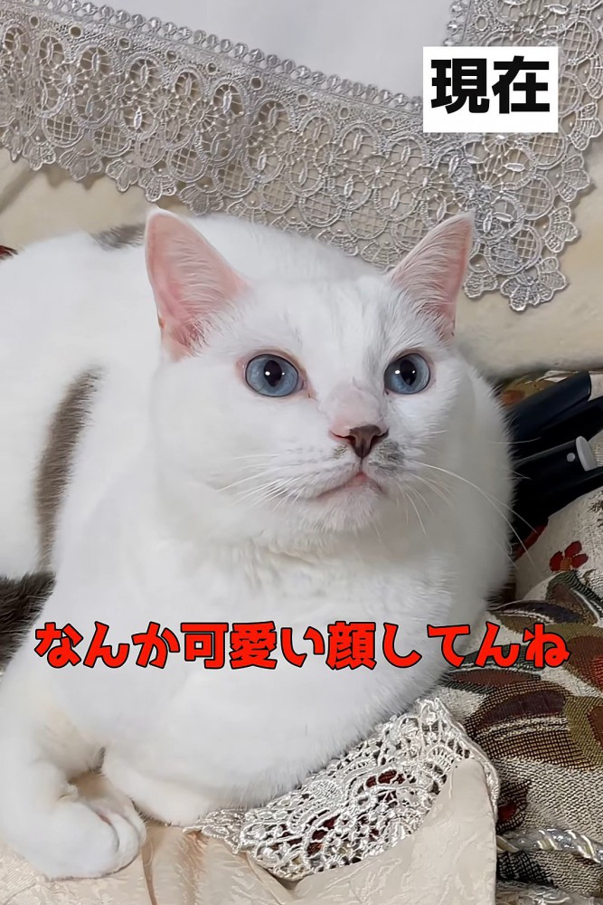 前を見る猫