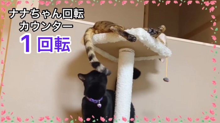 ベンガルのしっぽに顔を寄せる黒猫