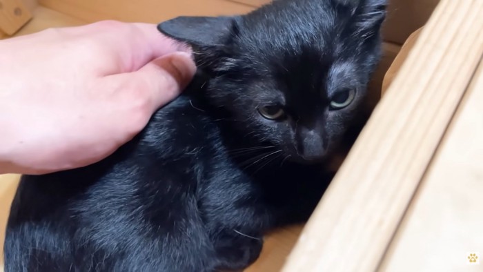 撫でられる子猫