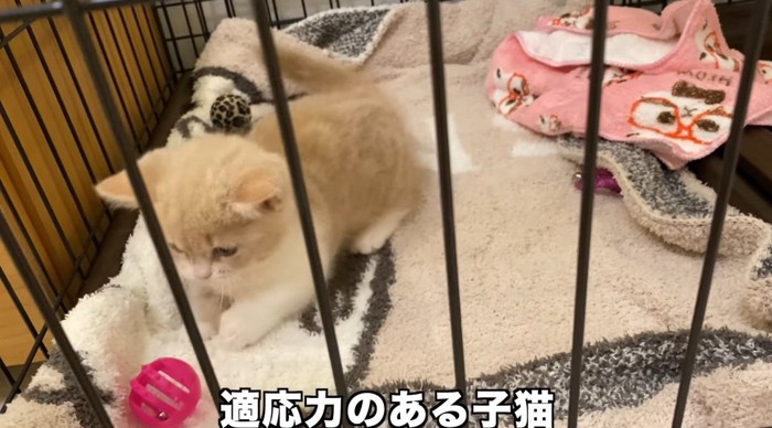 ボールで遊ぶ猫