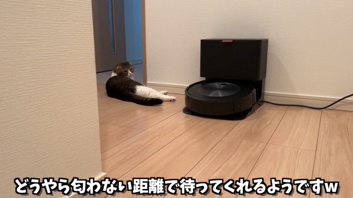 寝そべる猫