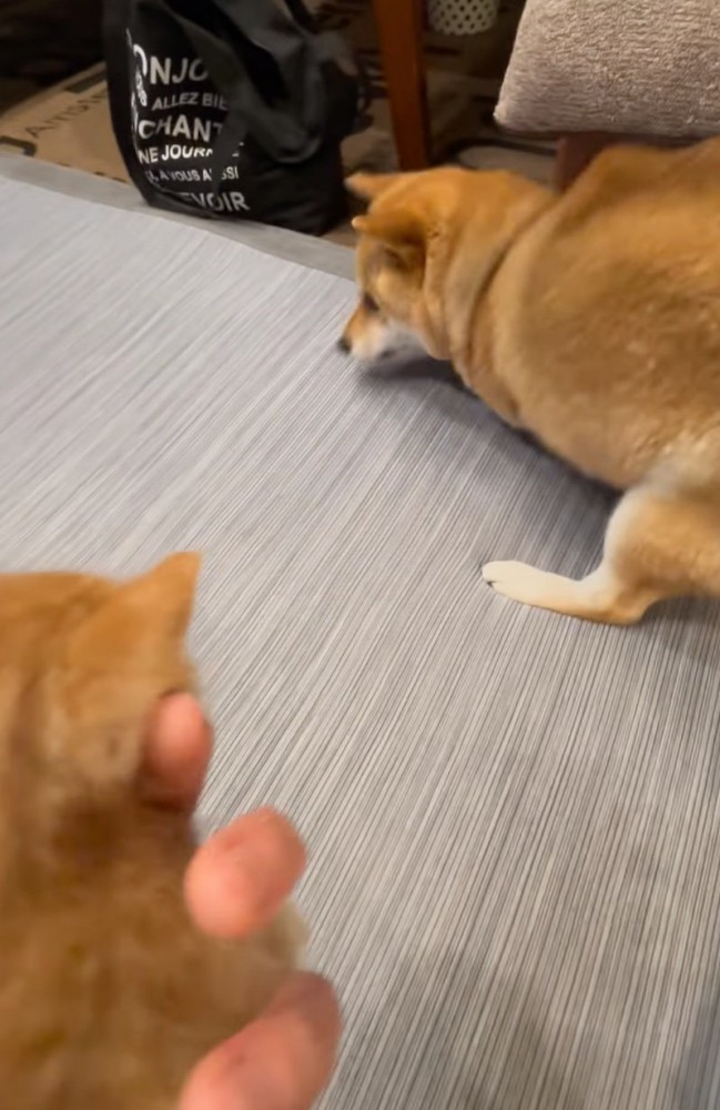 怖がる柴犬