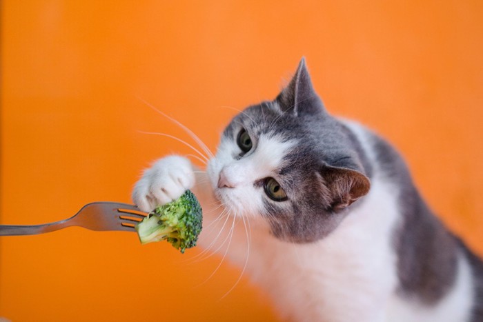 ブロッコリーを食べようとする猫