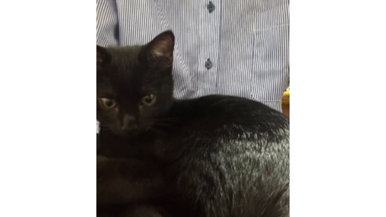猫と男性