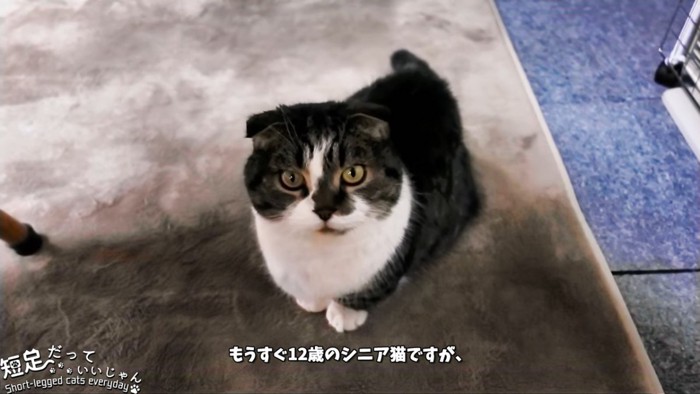 正面を向いた折れ耳猫