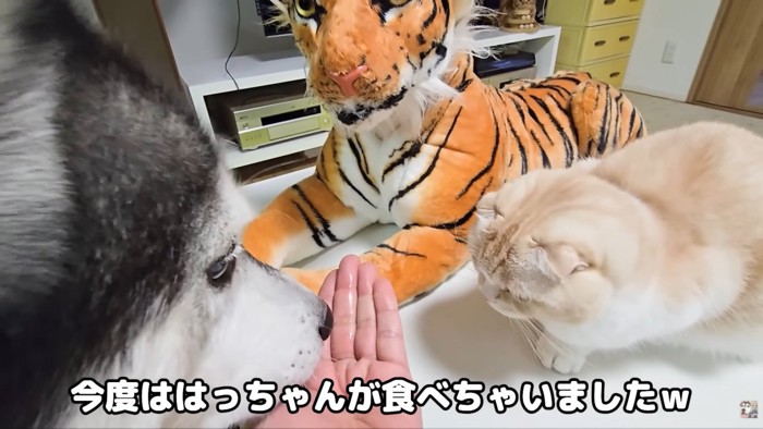 テロップ「今度ははっちゃんが~」