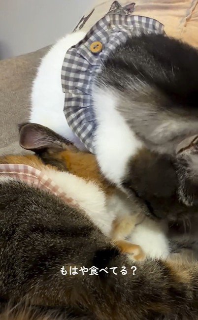 猫に毛づくろいをしている猫