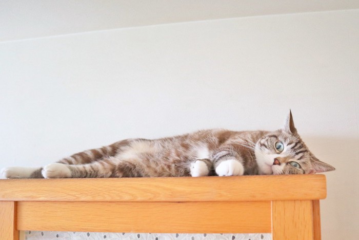 寝そべる猫