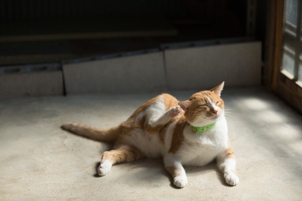 猫の虫除け首輪