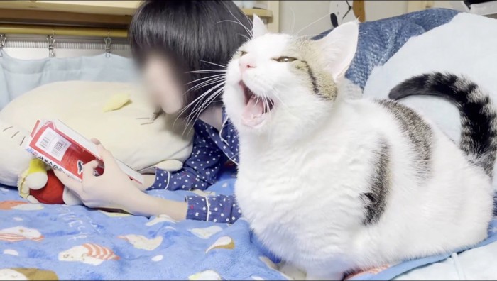 女の子の隣に座ってあくびをする短毛猫