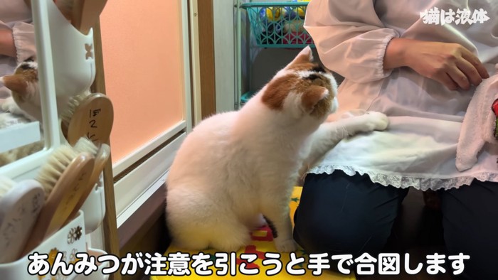 前足で人を触る猫