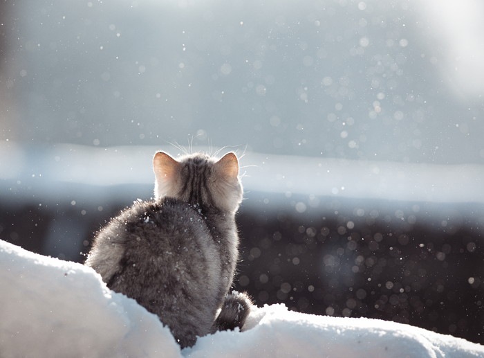 雪の中の猫