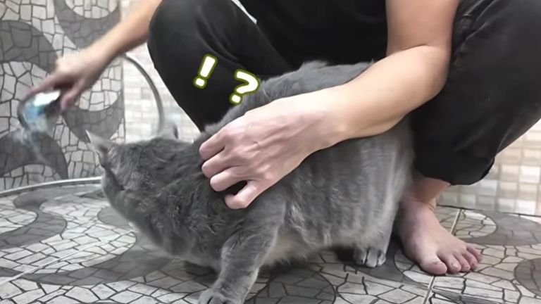 シャワーを浴びる猫