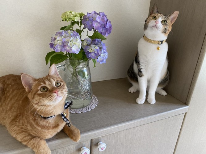 茶トラ猫と三毛猫