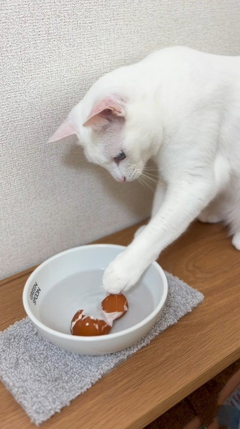 持ち出した卵の殻に興味を示す猫