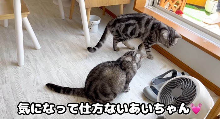 座っている猫