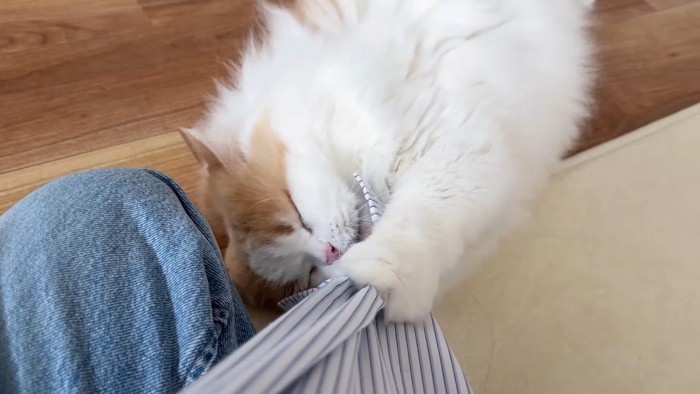 目を閉じる猫
