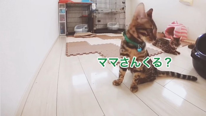 座っている緑色の首輪の猫