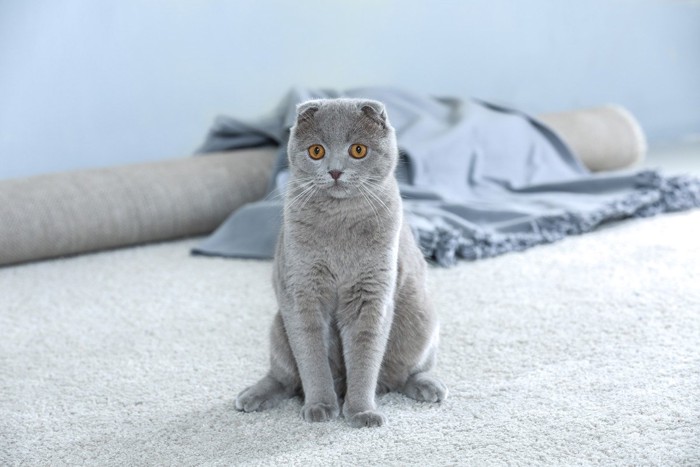 スコティッシュフォールド