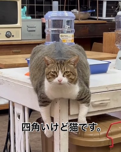 飼い主さんを見るぽん太くん