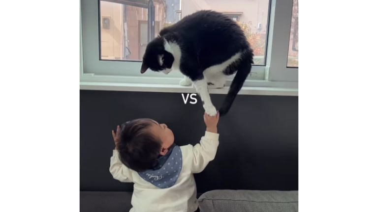 猫と赤ちゃん