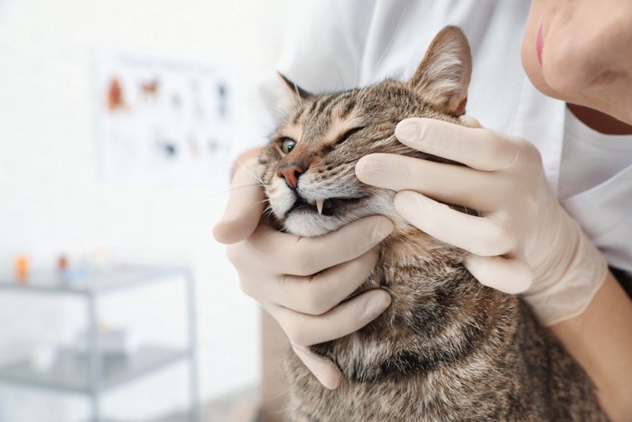 歯を診察される猫