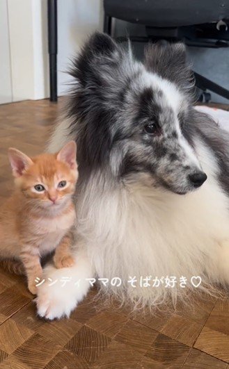 先輩犬がママ代わり