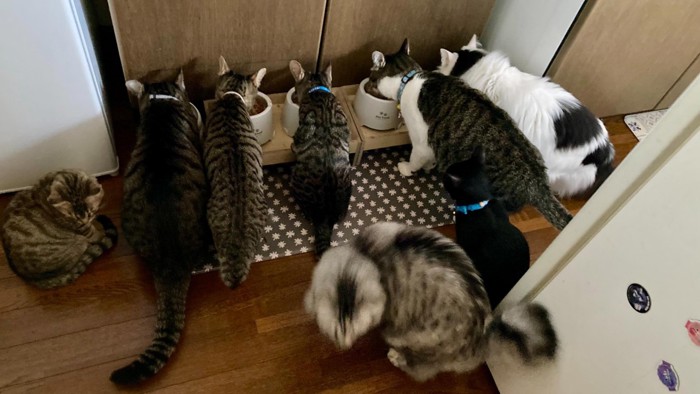 ごはんを食べる猫たち