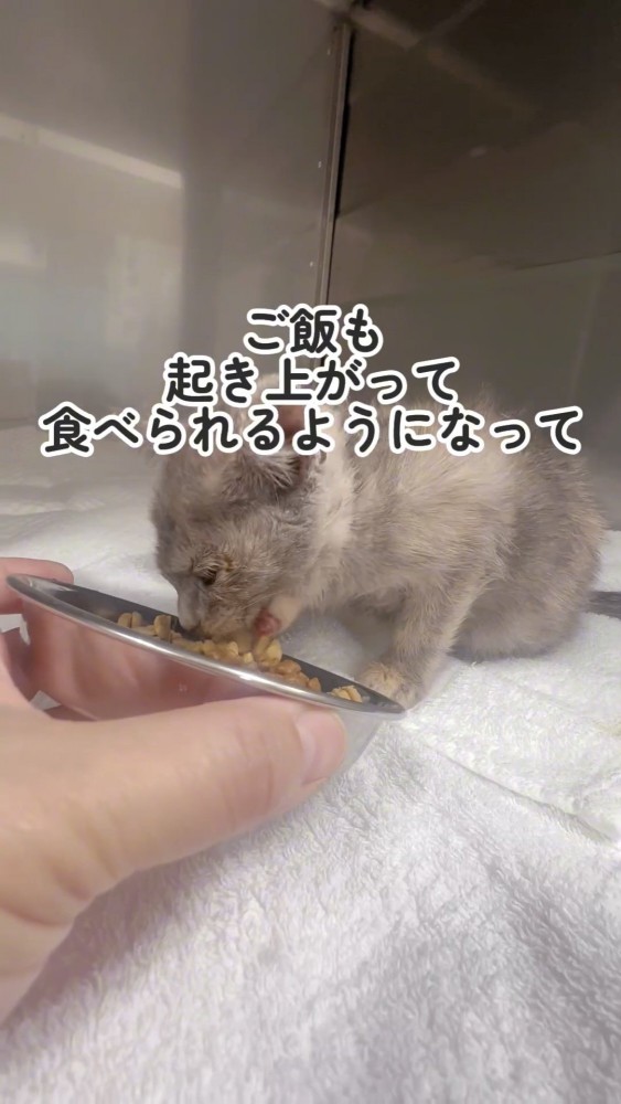 餌を食べる猫