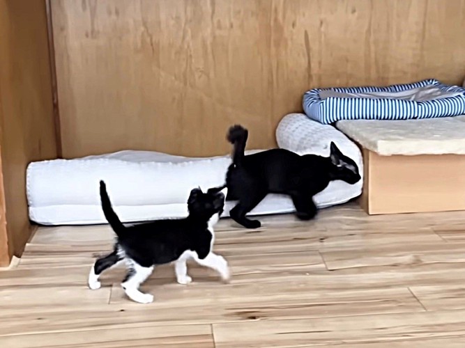 追いかけっこする2匹の子猫