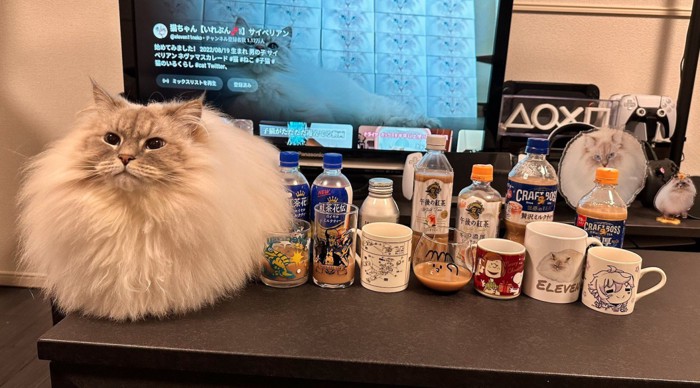 ミルクティーの隣に並ぶ猫