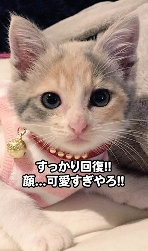 ピンクの服を着て伏せをしている子猫