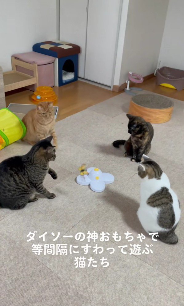 おもちゃを囲む猫たち