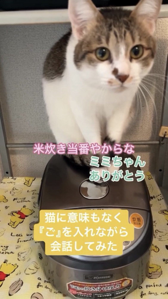 炊飯器に乗る猫