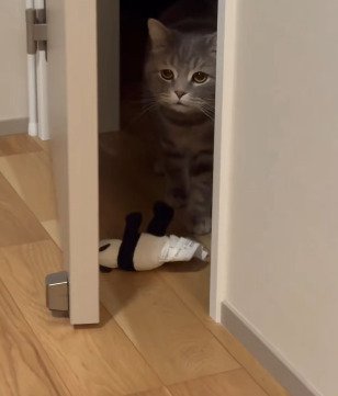 床に落ちたぬいぐるみのそばに立つメルくん
