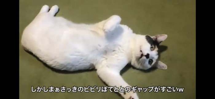 いつものぽてとちゃん